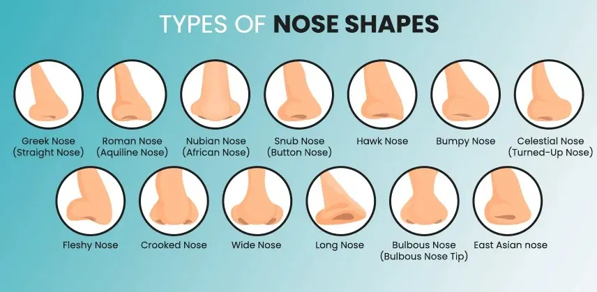 Button Nose vs Other Nose Shapes 2 button-nose-vs-other-nose-shapes