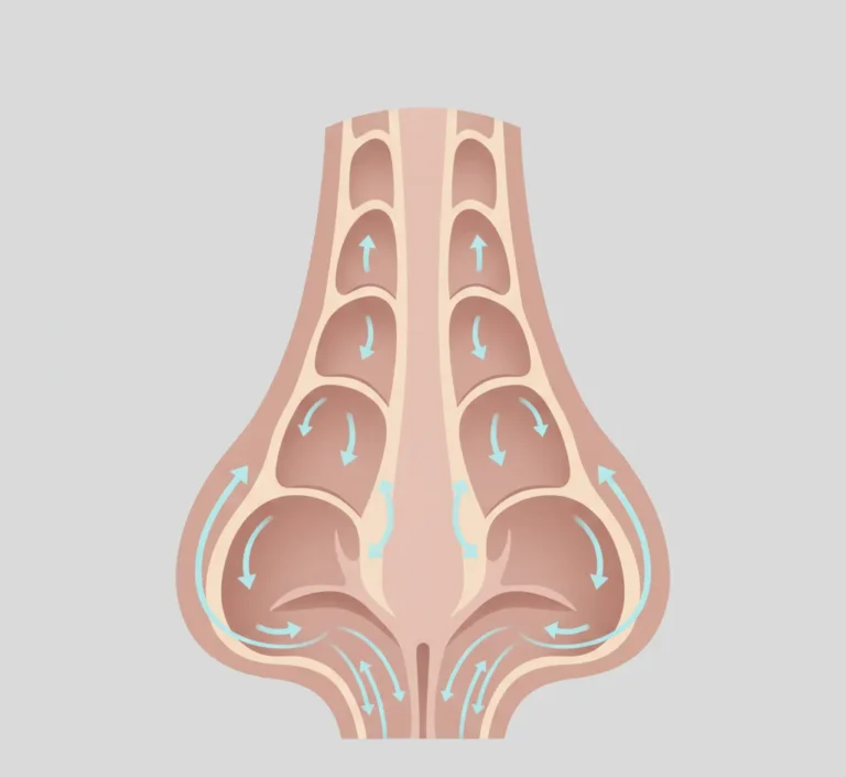 nasal-internal-anatomy-airflow.